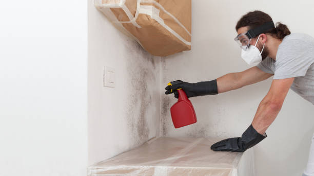 Basement Mold Remediation treatment on basement walls in Kenilworth